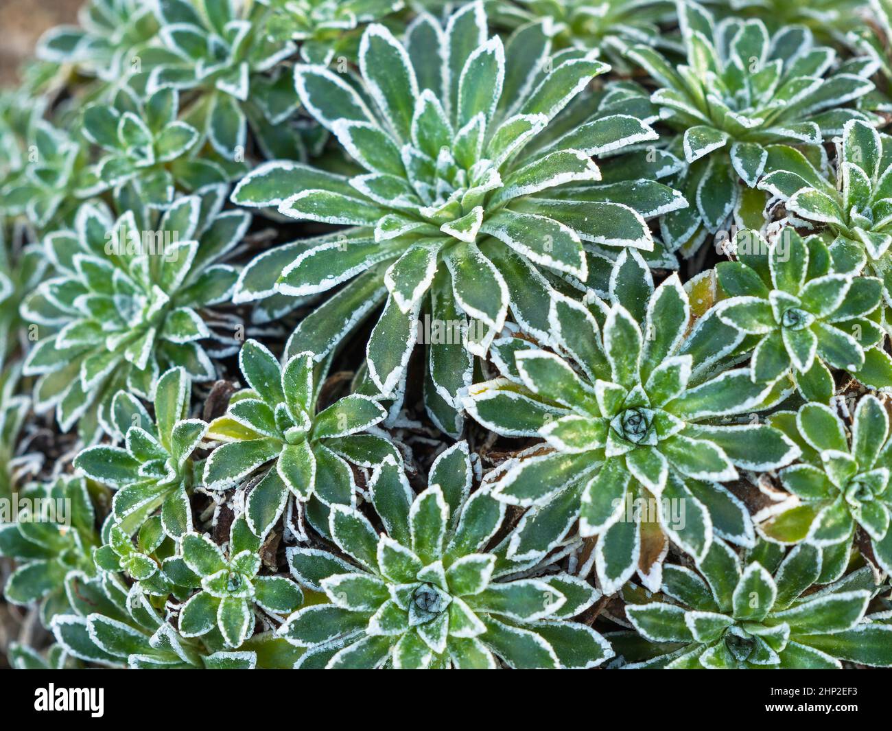 Closeup of radial green and white leaves of the saxifrage plant Saxifraga catalaunica Stock Photo