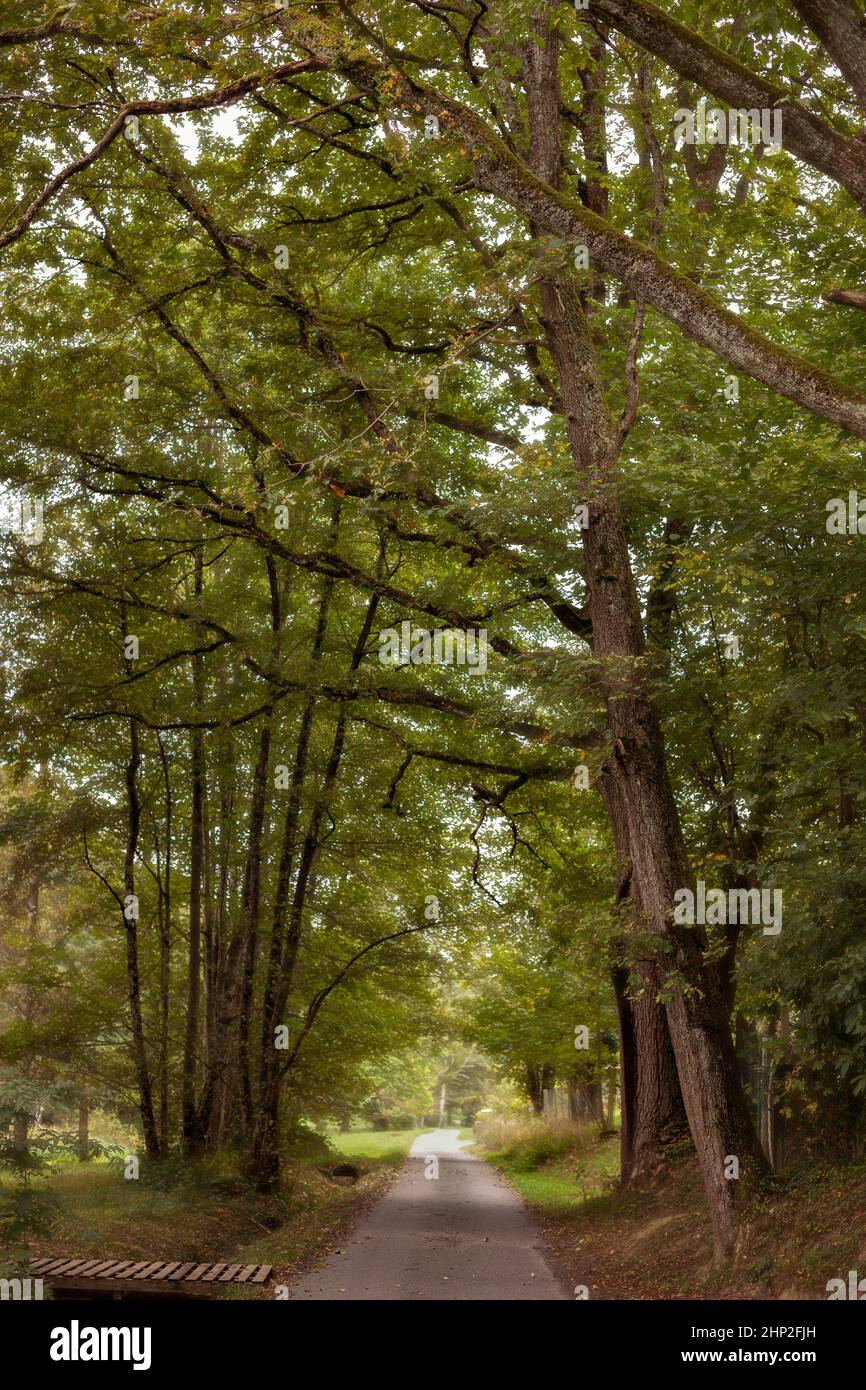 Weg durch einen Wald Stock Photo - Alamy
