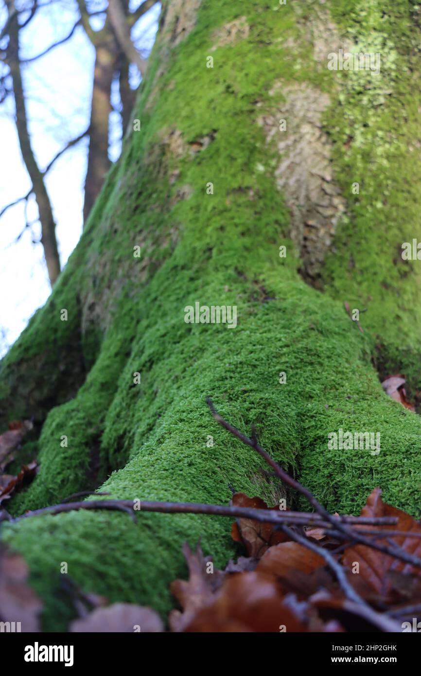 Moos, vermutlch Zypressen-Schlafmoos (Hypnum cupressiforme) wächst an Stamm und Wurzeln eiiner Eiche - cypress-leaved plaitmoss or hypnum moss Stock Photo