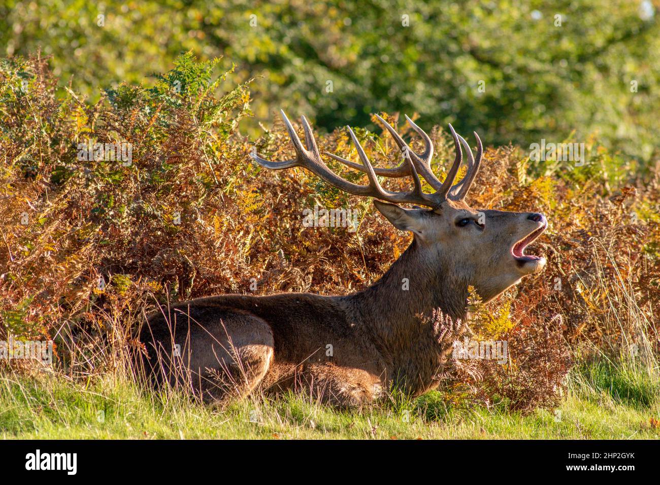 Red Deer Stock Photo