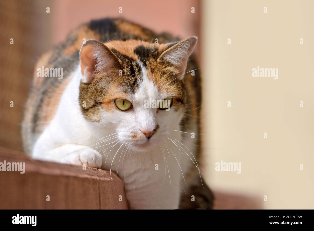 Eauropean shorthair Calico Cat with green eyes Stock Photo