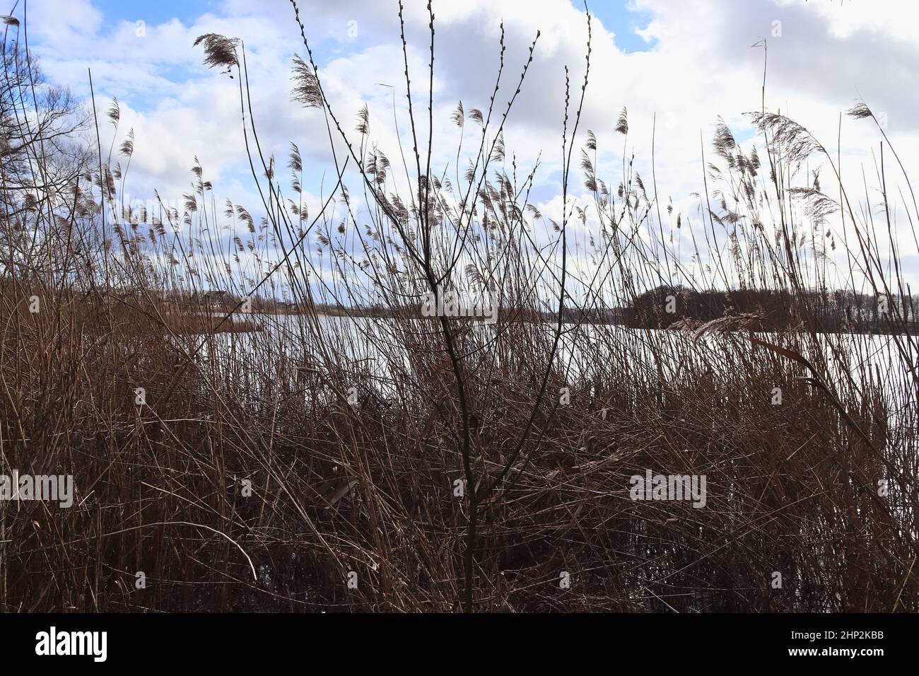 Reed View Close up view at the surface of reed Stock Photo - Alamy