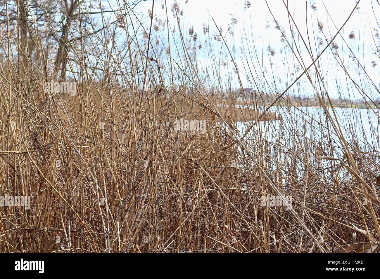 Reed View Close up view at the surface of reed Stock Photo - Alamy