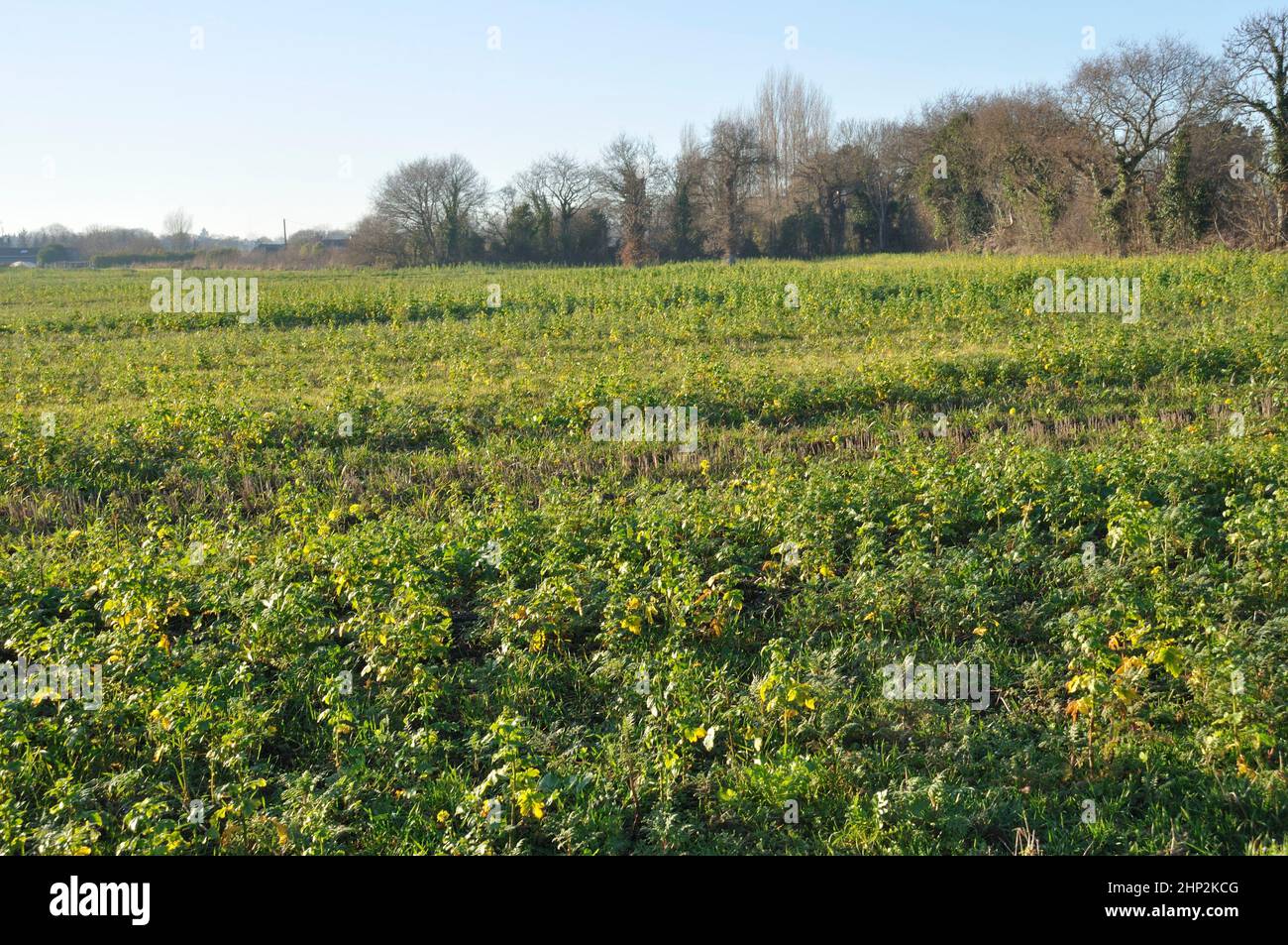 Phacelia and oats covering an agricultural plot Stock Photo