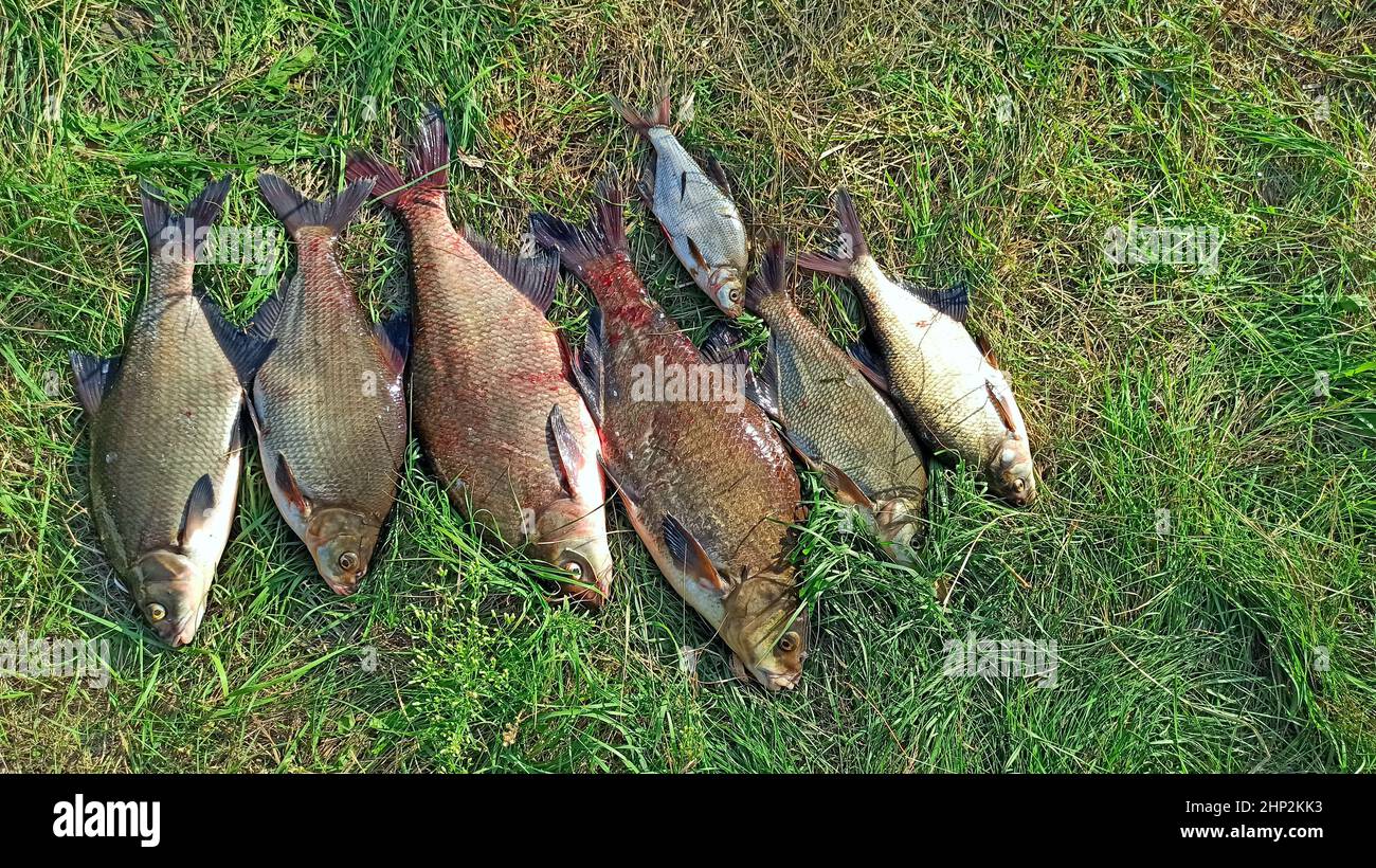 Breames of different sizes on green grass. Successful fishing rich catch. Big breams and silver bream caught in river. Big freshwater common breams kn Stock Photo