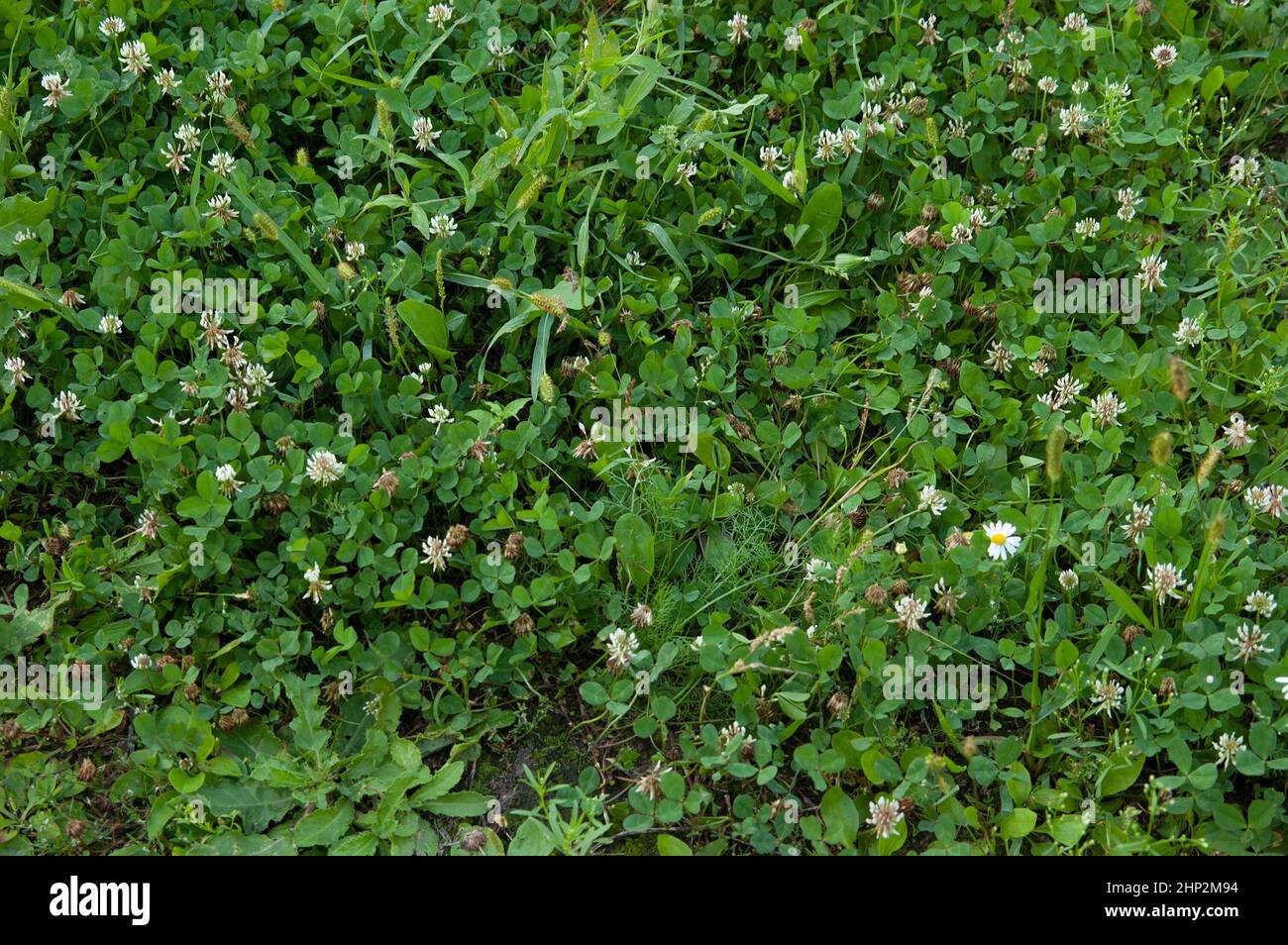 Lush green blooming clover, top view Stock Photo