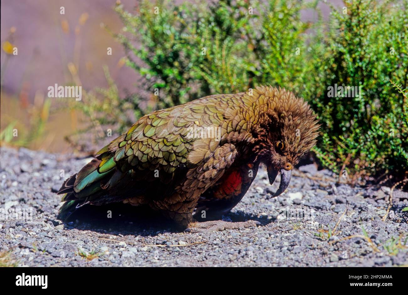 The kea, Nestor notabilis is a species of large parrot in the family Nestoridae found in the forested and alpine regions of the South Island of New Ze Stock Photo