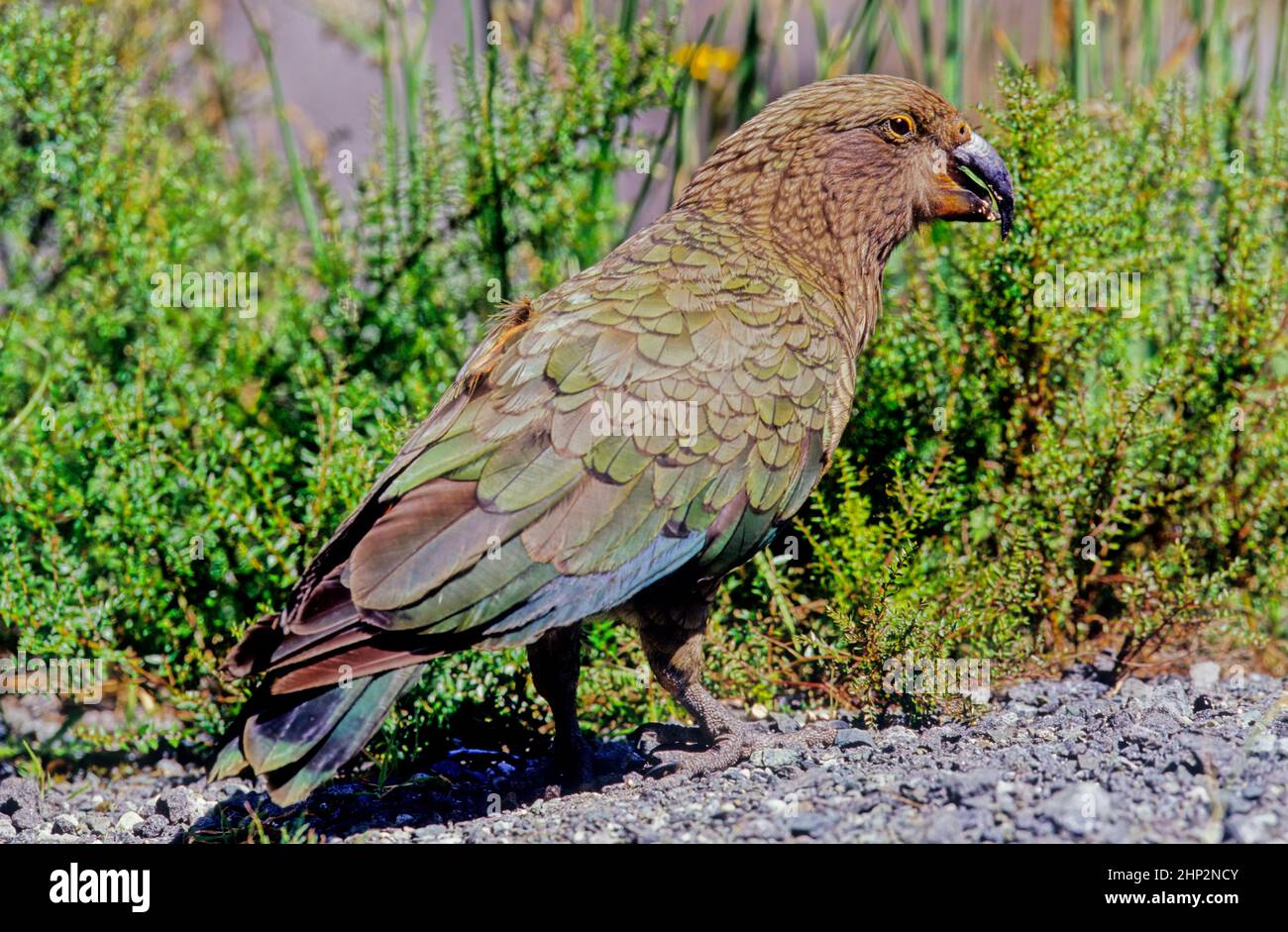 The kea, Nestor notabilis is a species of large parrot in the family Nestoridae found in the forested and alpine regions of the South Island of New Ze Stock Photo