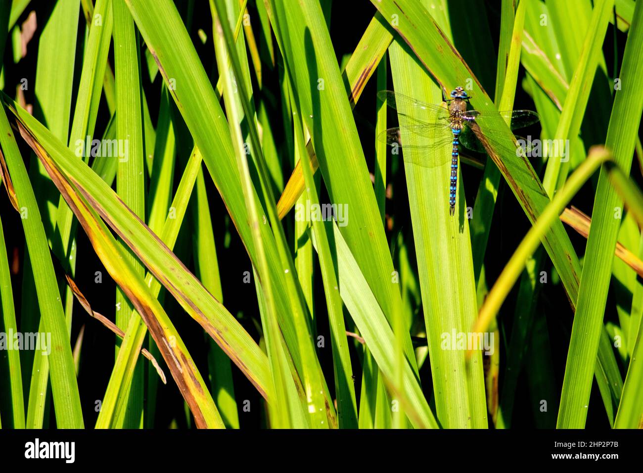 Majestic insect hi-res stock photography and images - Alamy