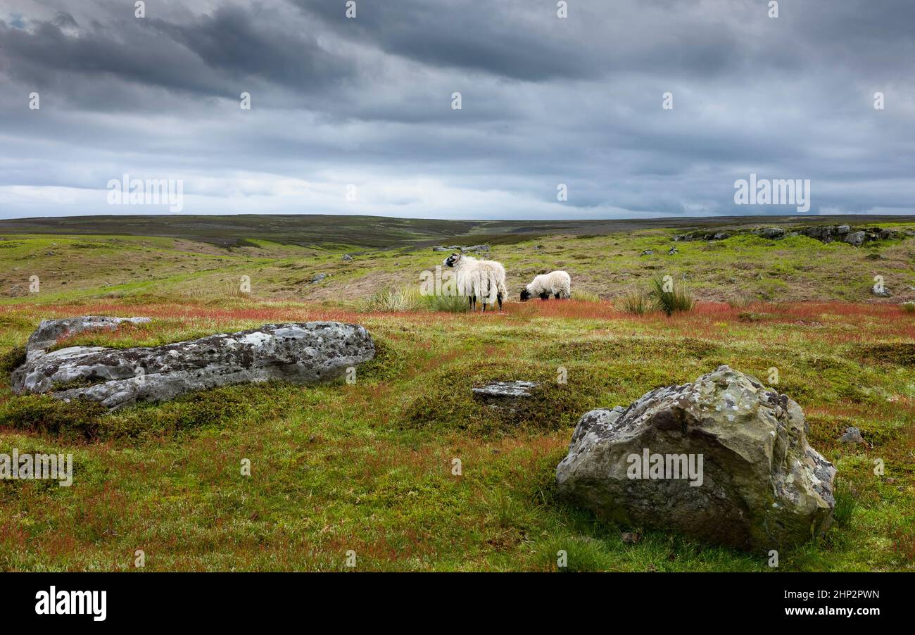 Sheep grazing on open moorland with flowering grasses and boulders under stormy sky in North Yorks Moors National Park near Goathland, Yorkshire, UK. Stock Photo