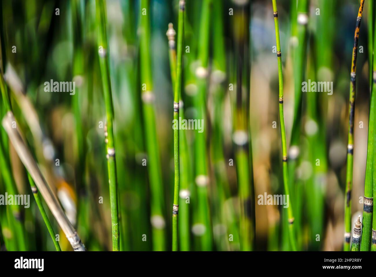 Abstract background with the image of green marsh plant sprouts - Horsetail wintering growing. Stock Photo