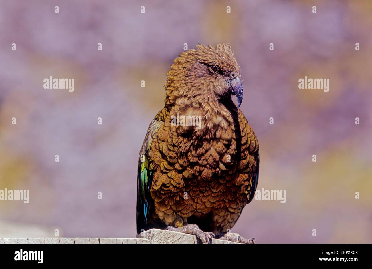 The kea, Nestor notabilis is a species of large parrot in the family Nestoridae found in the forested and alpine regions of the South Island of New Ze Stock Photo