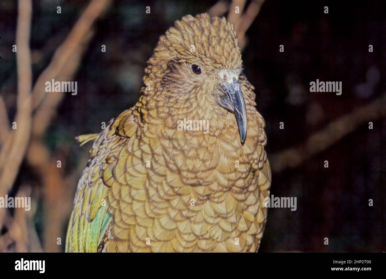 The kea, Nestor notabilis is a species of large parrot in the family Nestoridae found in the forested and alpine regions of the South Island of New Ze Stock Photo