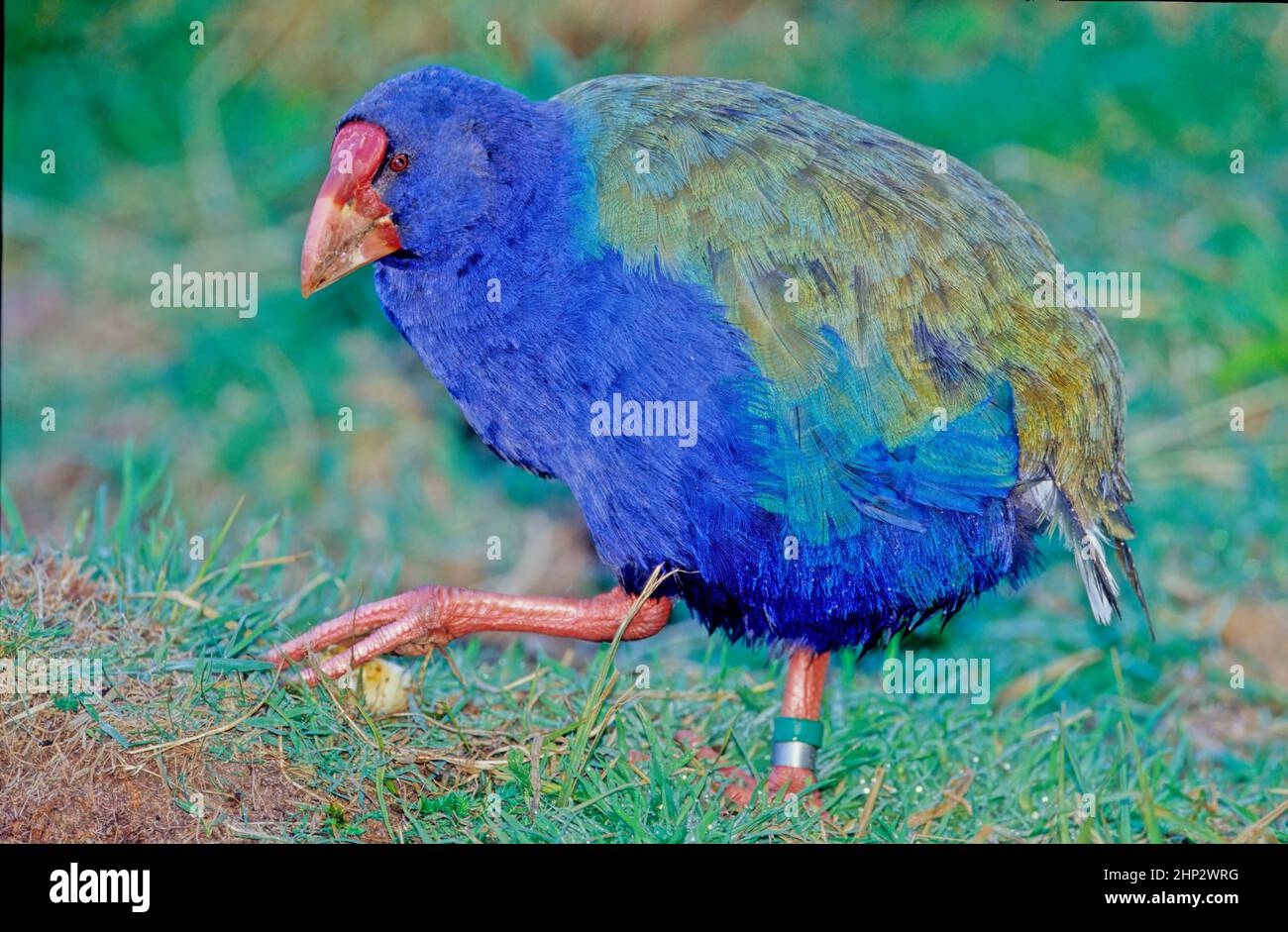 The takahē Porphyrio hochstetteri, also known as the South Island takahē or notornis, is a flightless bird indigenous to New Zealand, and the largest Stock Photo