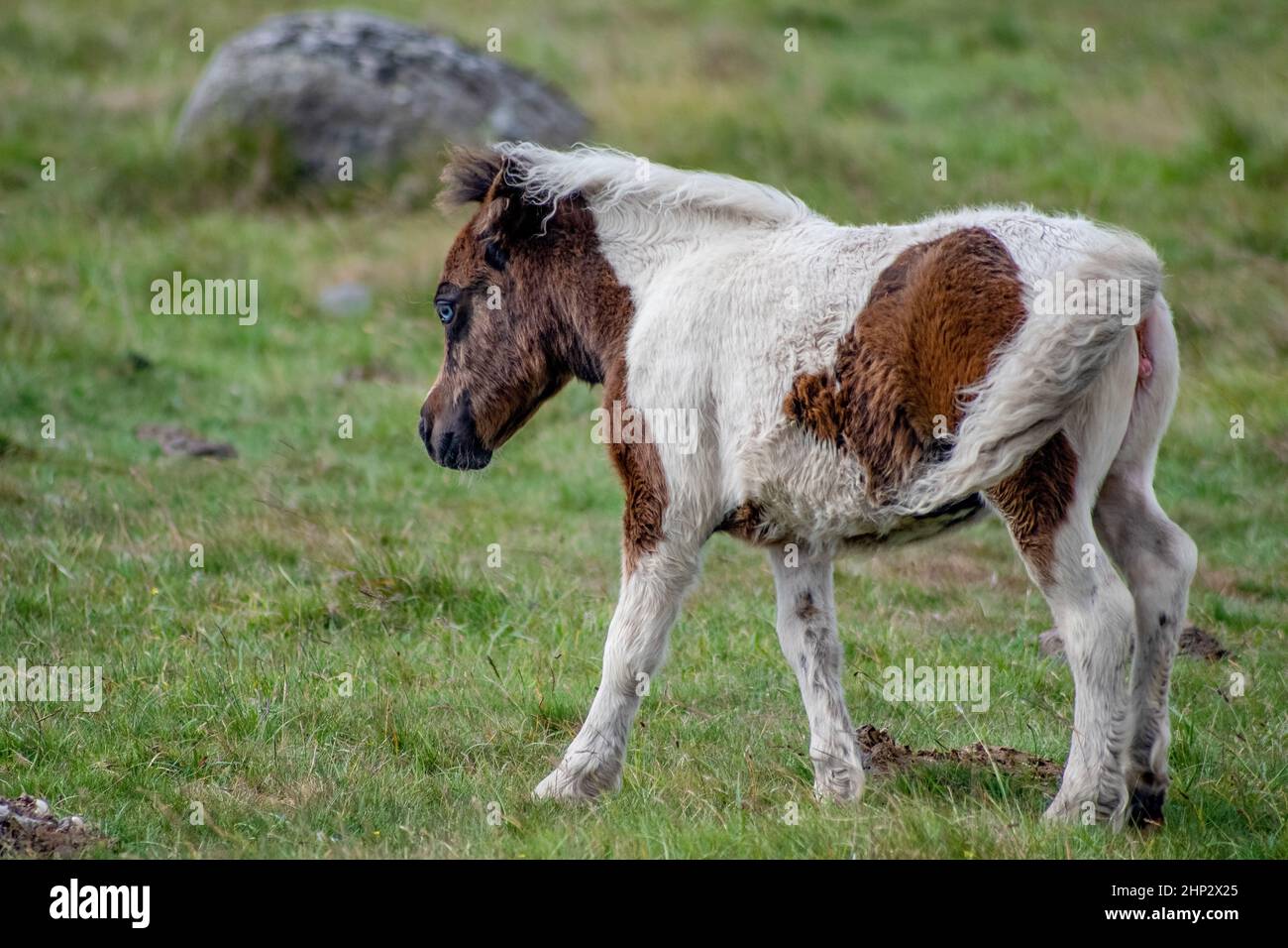 Dartmoor Ponies Stock Photo