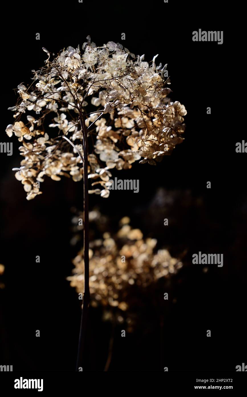 Dried flowers of Ball Hydrangea (Hydrangea arborescens) glow outdoors against a dark background backlit in the sunshine in the garden in portrait form Stock Photo