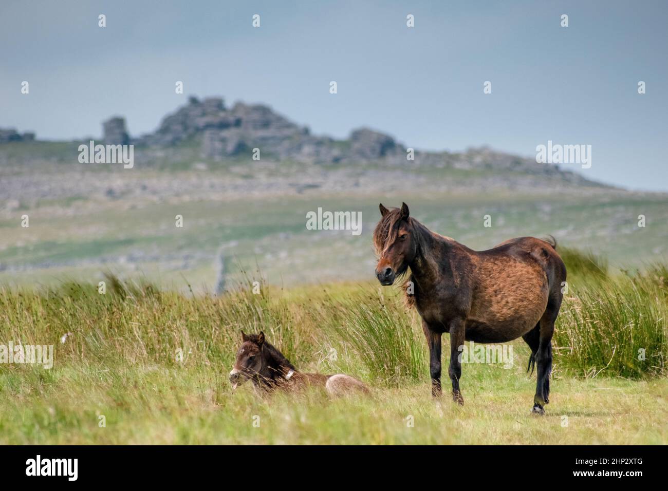 Dartmoor Wildlife Hi res Stock Photography And Images Alamy Dartmoor Wildlife Hi res Stock Photography And Images Alamy