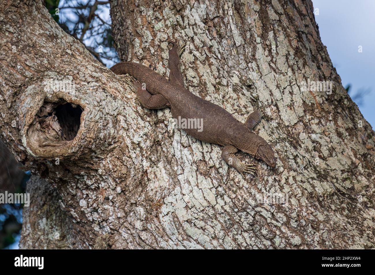 Monitor Lizard (Varanus bengalensis) in Tree, Sri Lanka Stock Photo