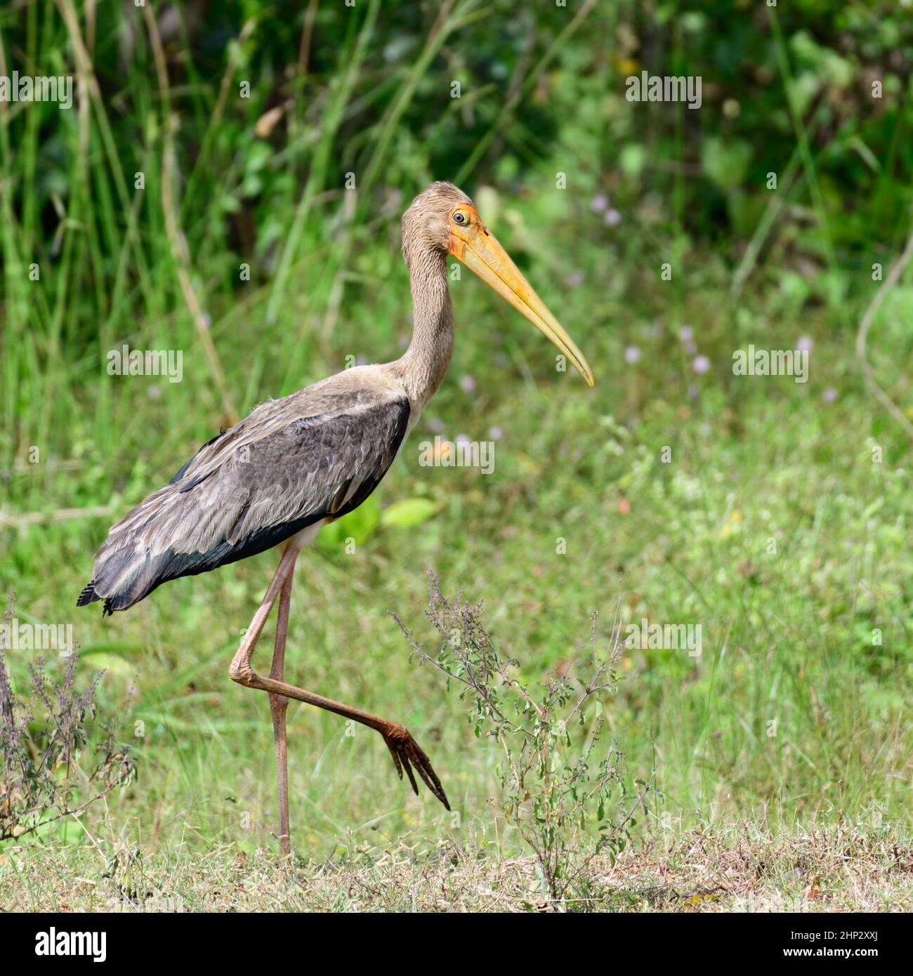 Painted Stork juvenile (Mycteria leucocephala Stock Photo - Alamy