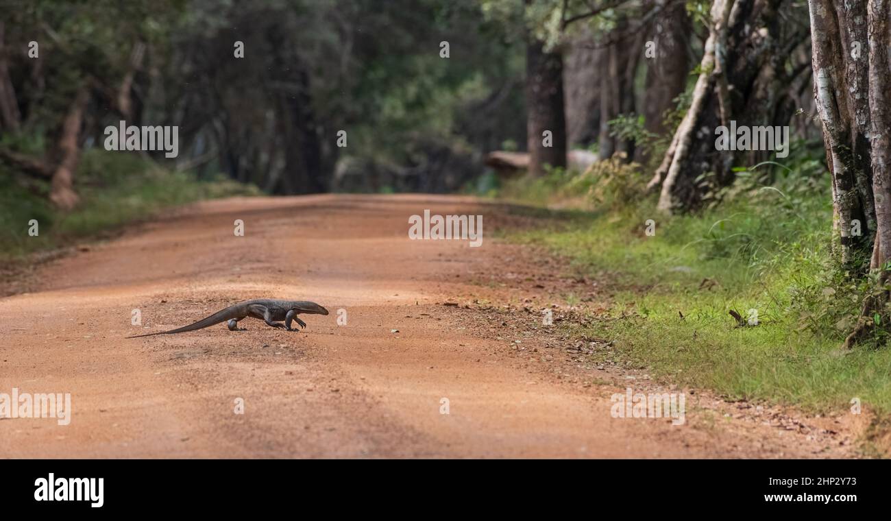 Monitor Lizard (Varanus bengalensis) Crossing Road, Sri Lanka Stock Photo