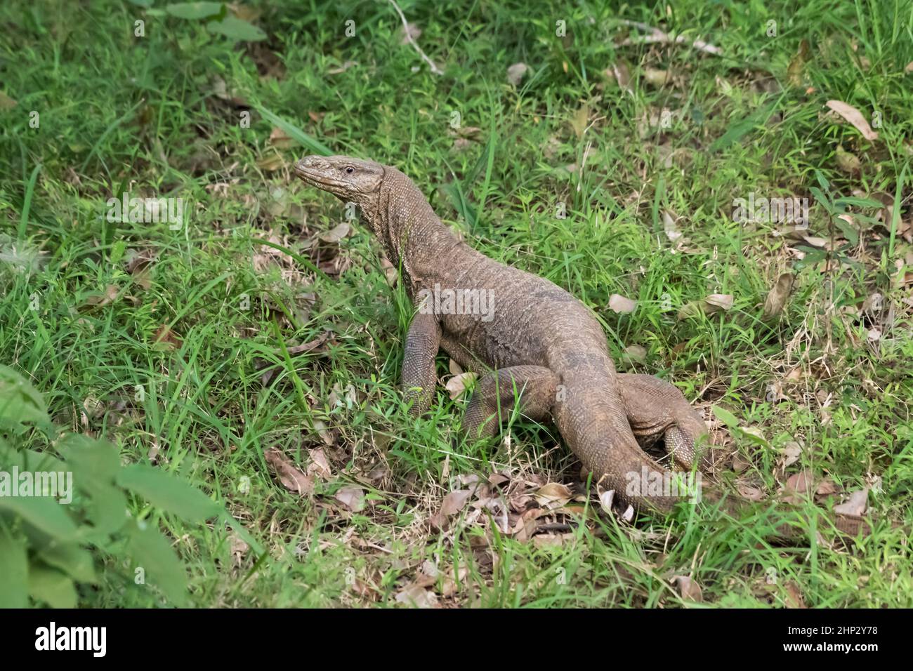 Monitor Lizard (Varanus bengalensis), Sri Lanka Stock Photo