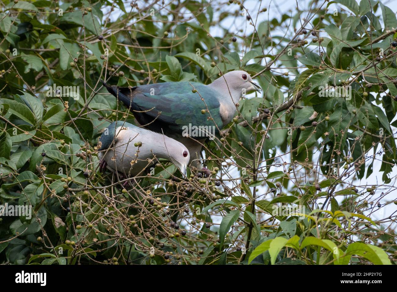 Green imperial pigeons (Ducula aenea) in Tree Stock Photo