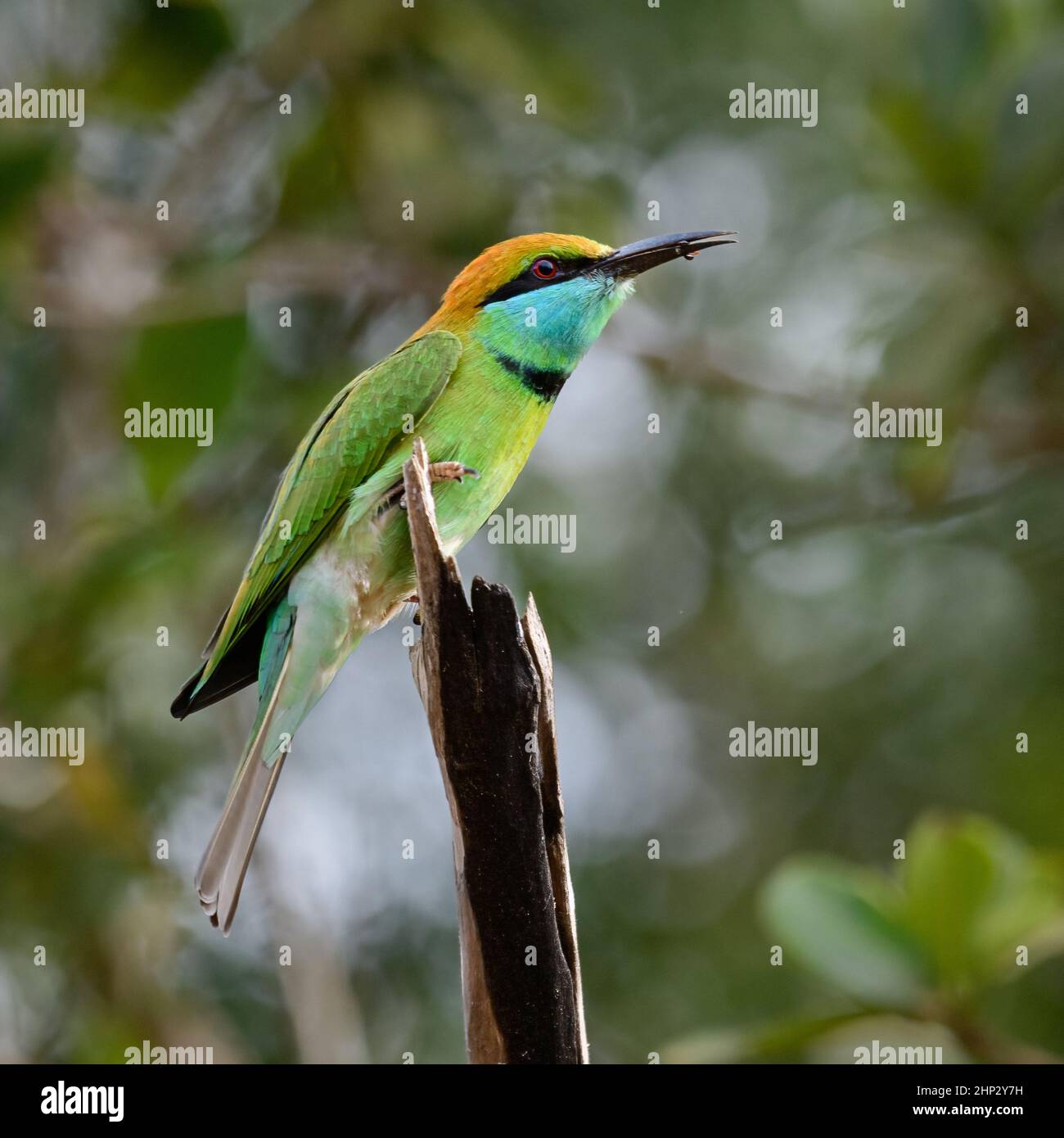 Merops orientalis orientalis hi-res stock photography and images - Alamy