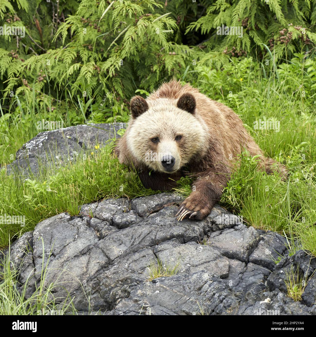 Brown baby grizzly cub resting on a grey rock in the green grass showing its long claws. Stock Photo