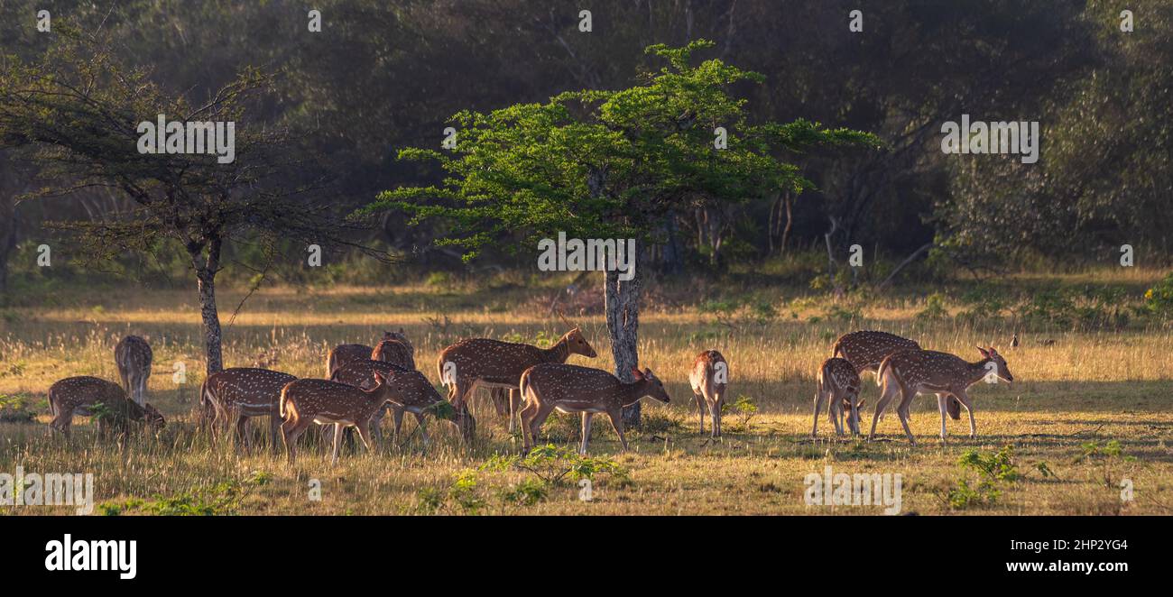 Herd of Spotted or Chital deer (Axis axis) at Sunset Stock Photo