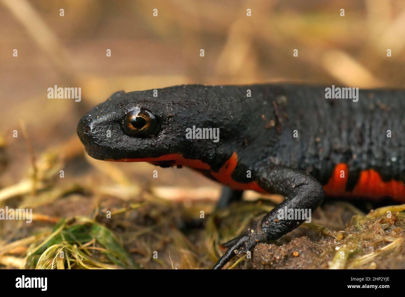 Closeup on a terrestria black Chinese fire-bellied newt, Cynops orientalis Stock Photo