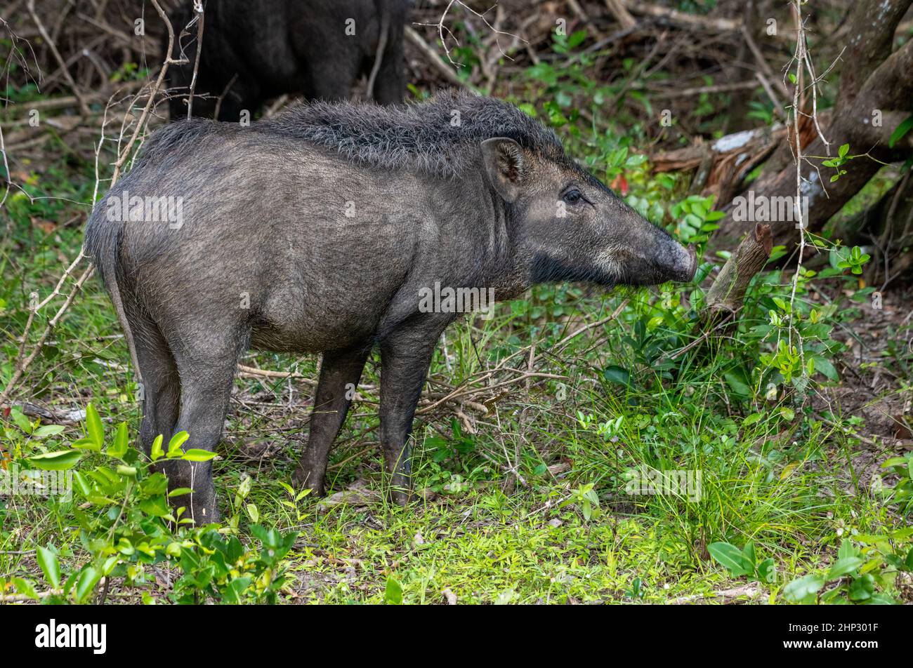 Wild boar (Sus scrofa), Sri Lanka Stock Photo