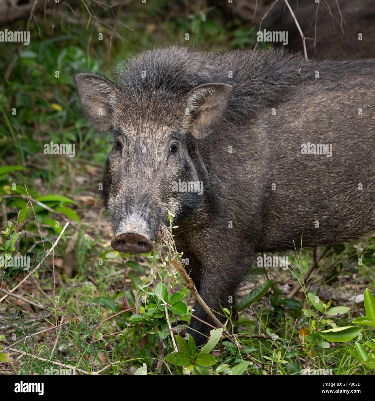 Wild boar (Sus scrofa), Sri Lanka Stock Photo