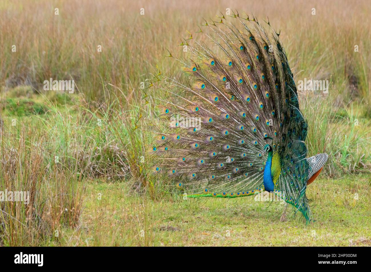 Peacock in zoo hi-res stock photography and images - Page 4 - Alamy