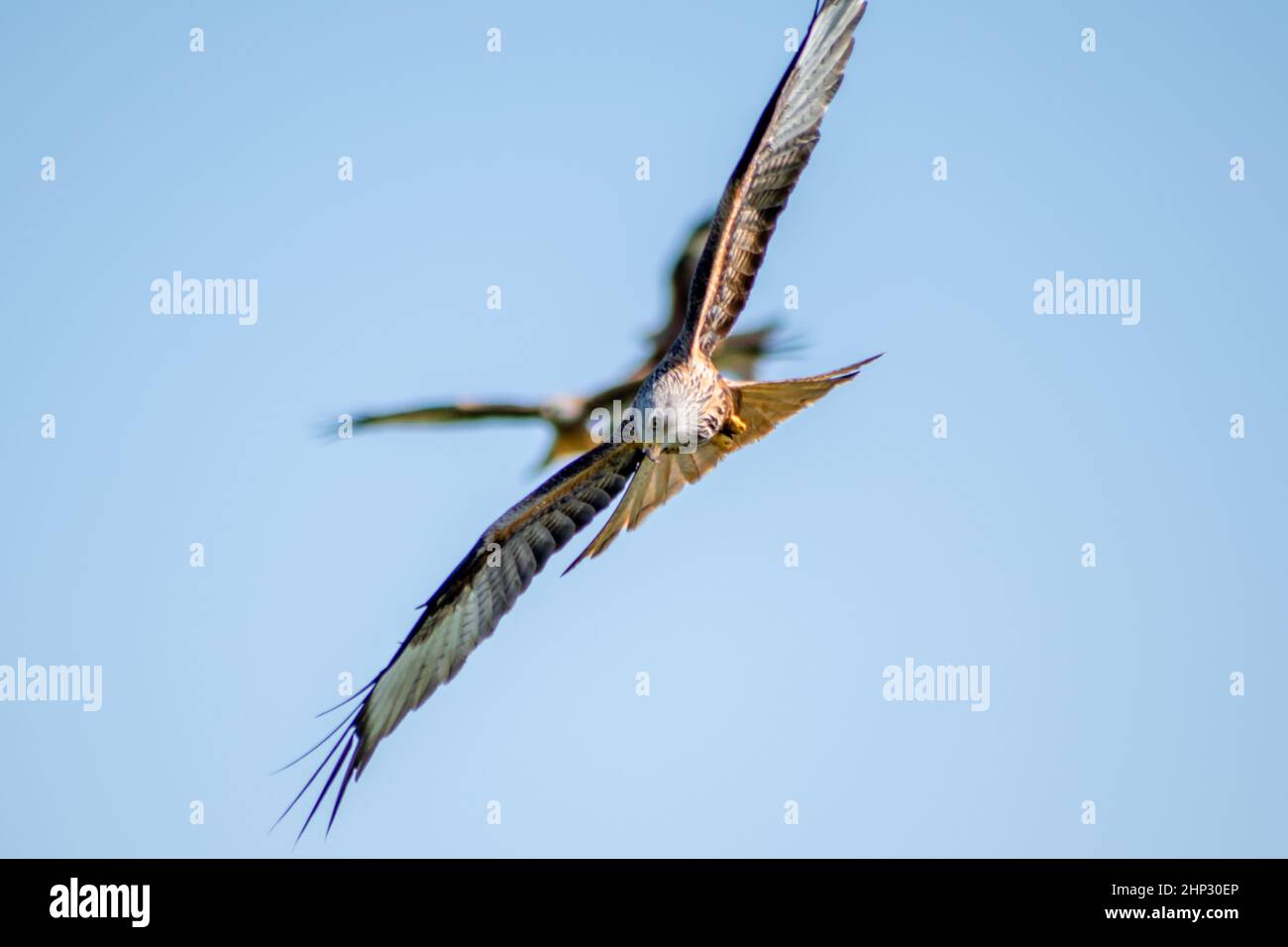 Red Kite in Flight Stock Photo