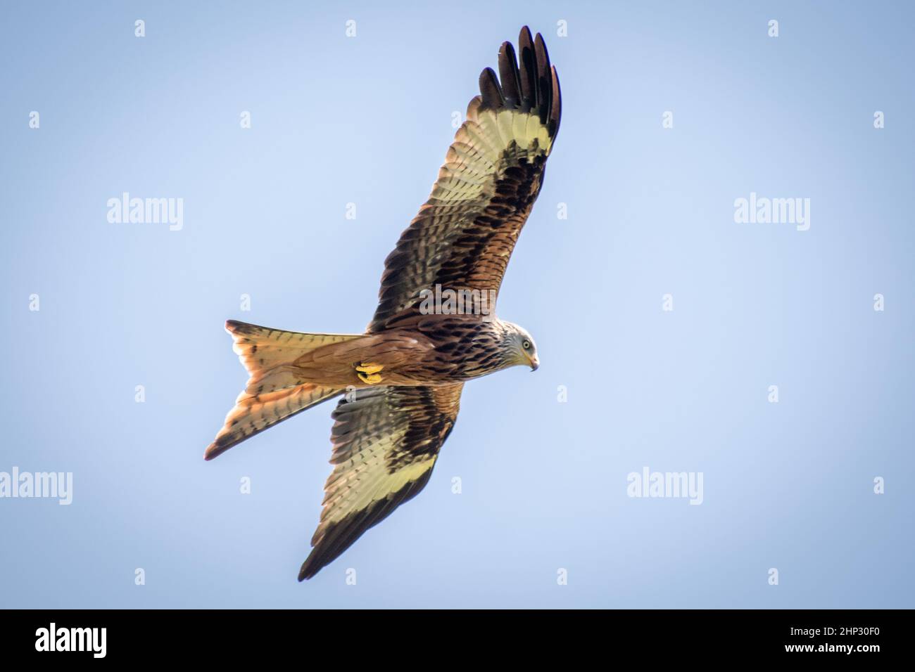 Red Kite in Flight Stock Photo