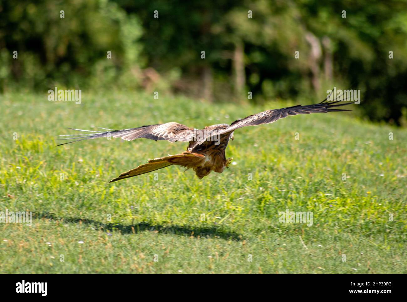 Red Kite in Flight Stock Photo