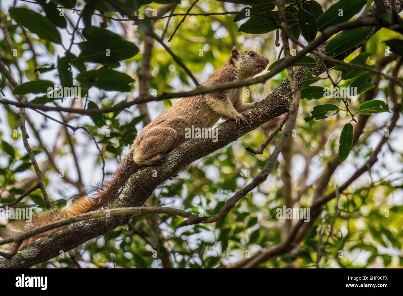 Malabar giant squirrel, (Ratufa indica), Wilpattu, Sri Lanka Stock Photo