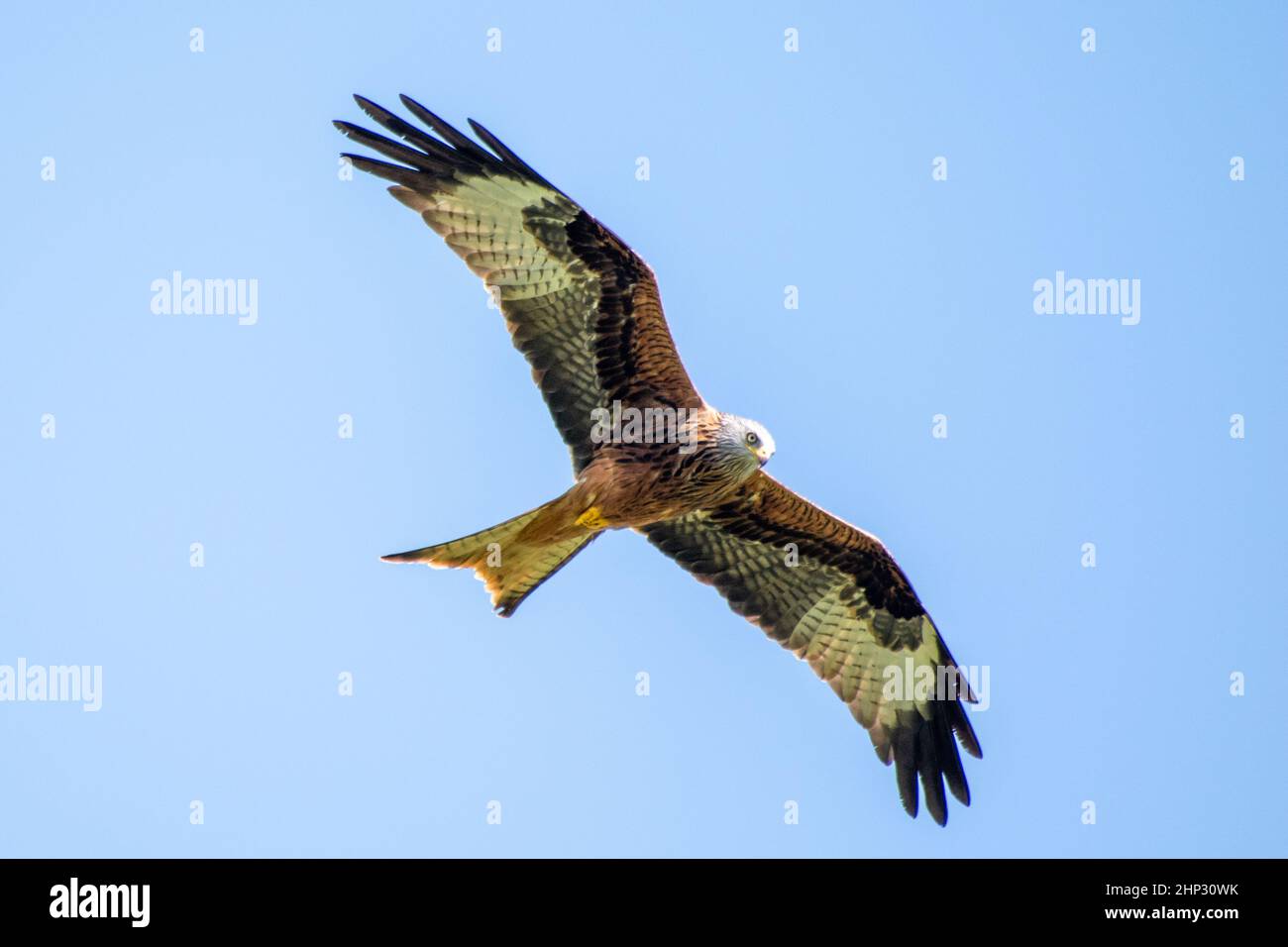 Red Kite in Flight Stock Photo