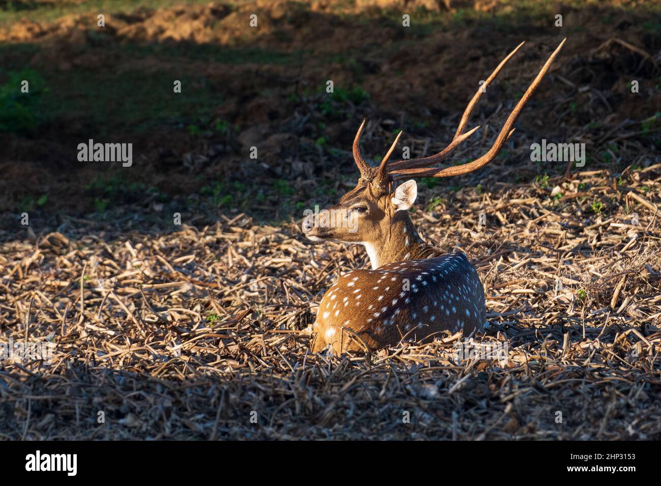 Spotted Deer (Axis axis) Buck Sitting in the Sun Stock Photo Alamy