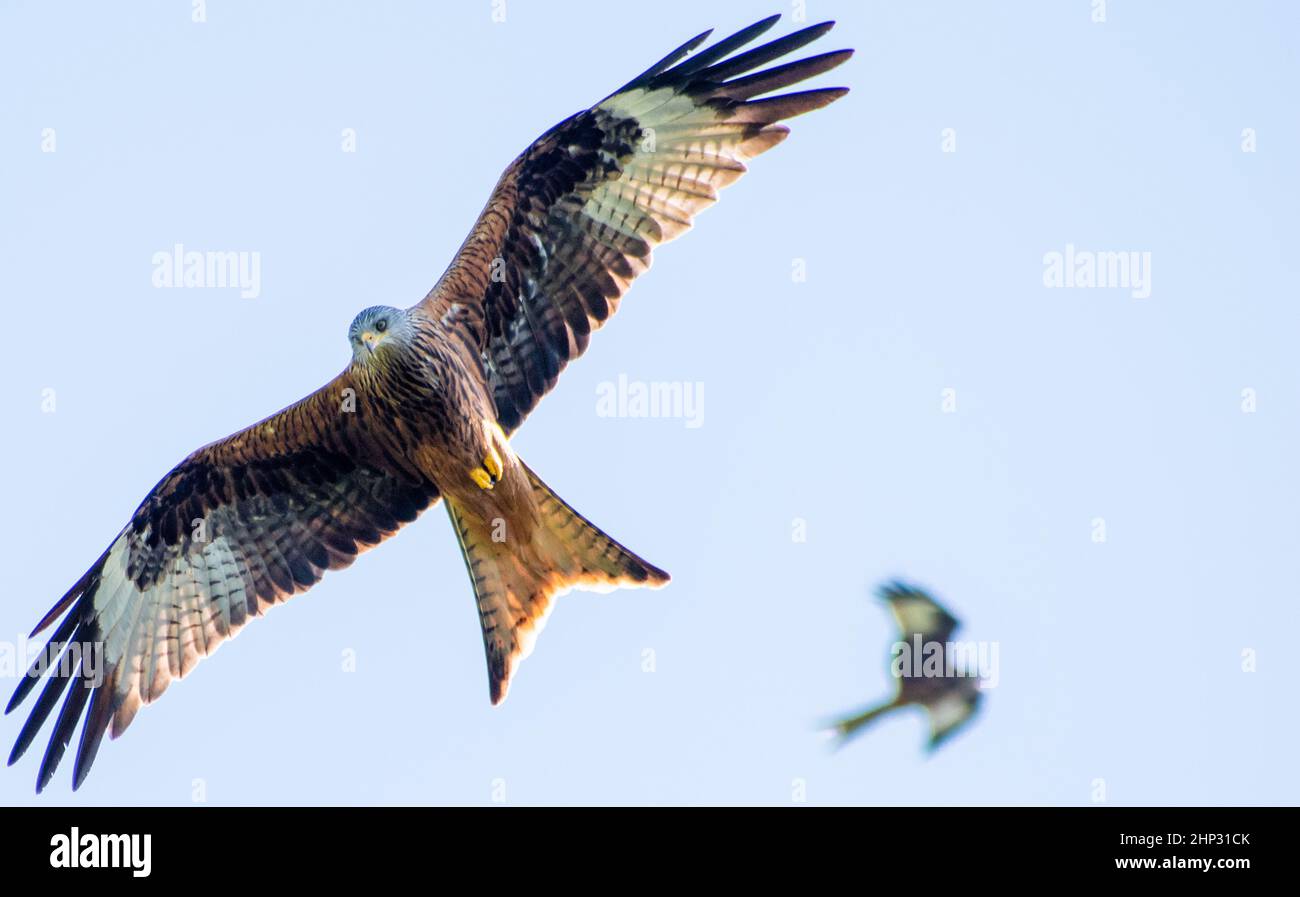 Red Kite in Flight Stock Photo