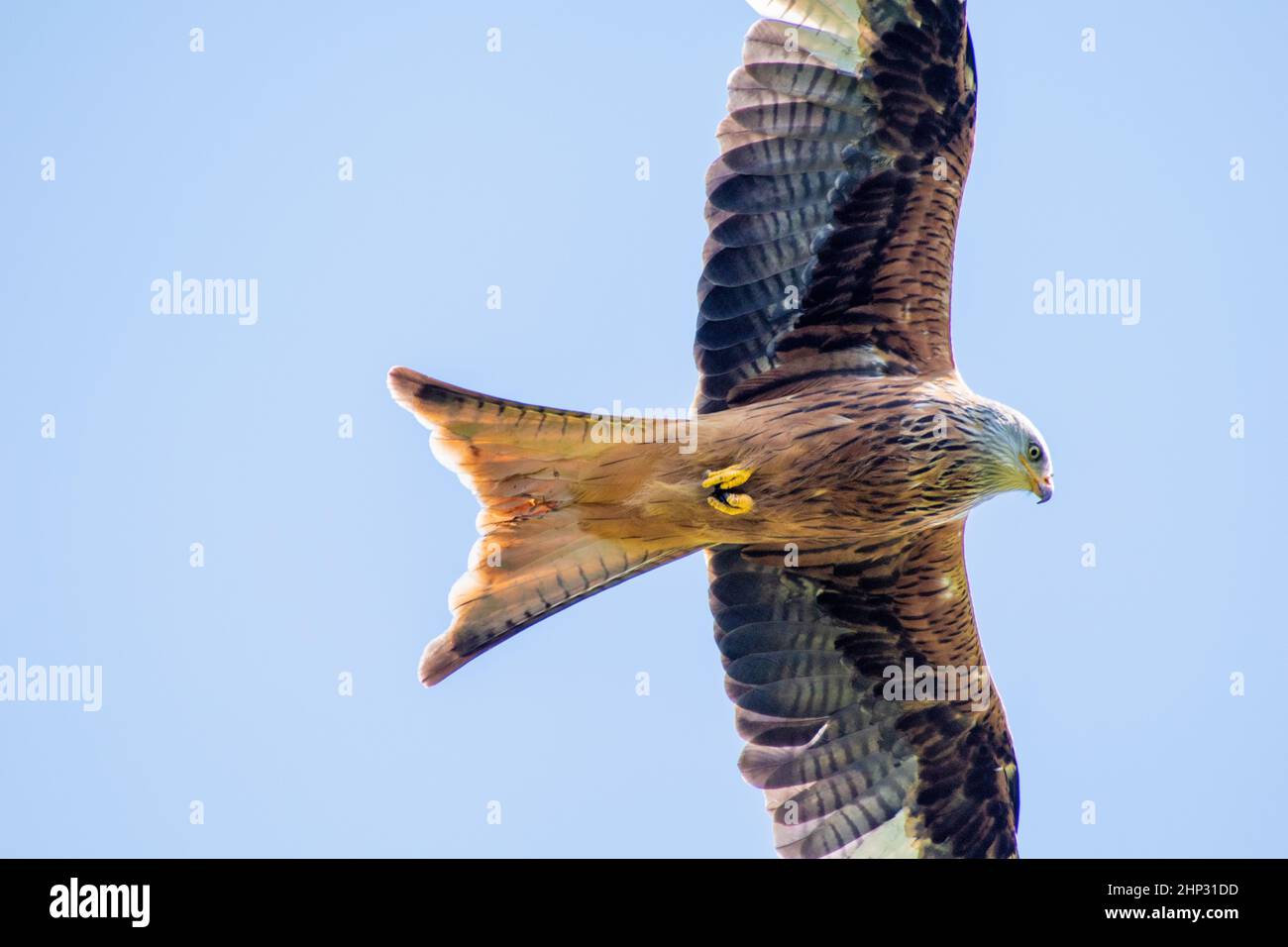 Red Kite in Flight Stock Photo