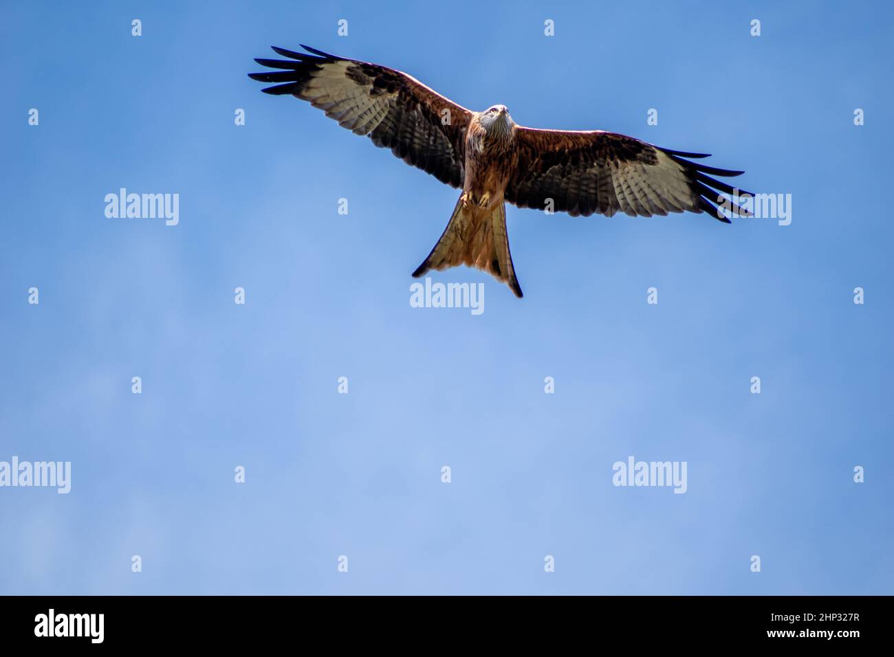 Red Kite in Flight Stock Photo