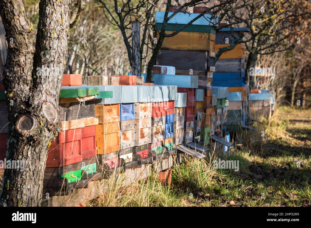 Beehives In The Sun On The Edge Of A Meadow. Stock Photo