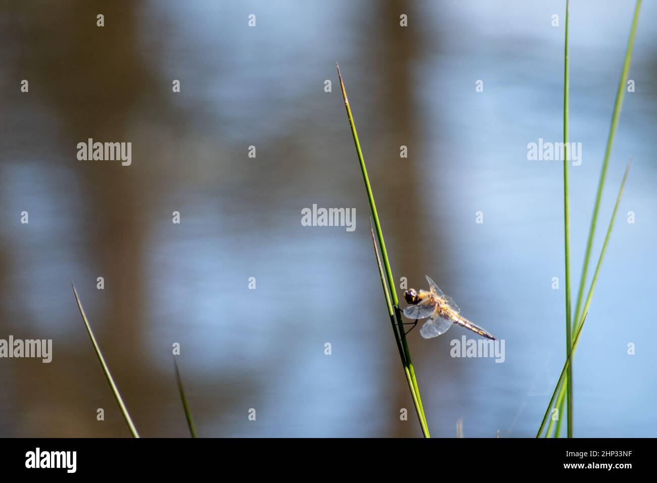 Broad Bodied Chaser Dragonfly Stock Photo