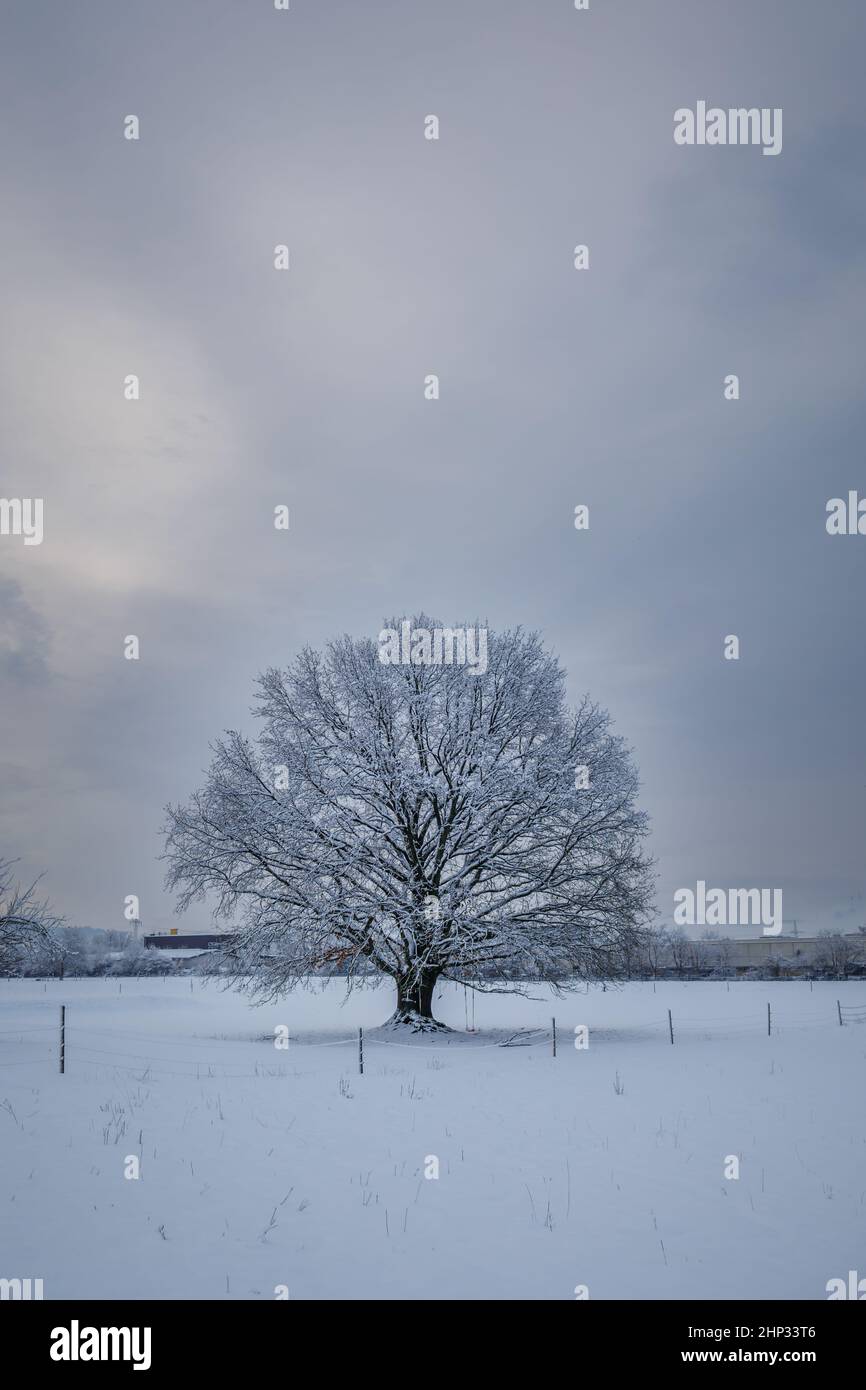 Baum im Winter mit diffusem Himmel Stock Photo