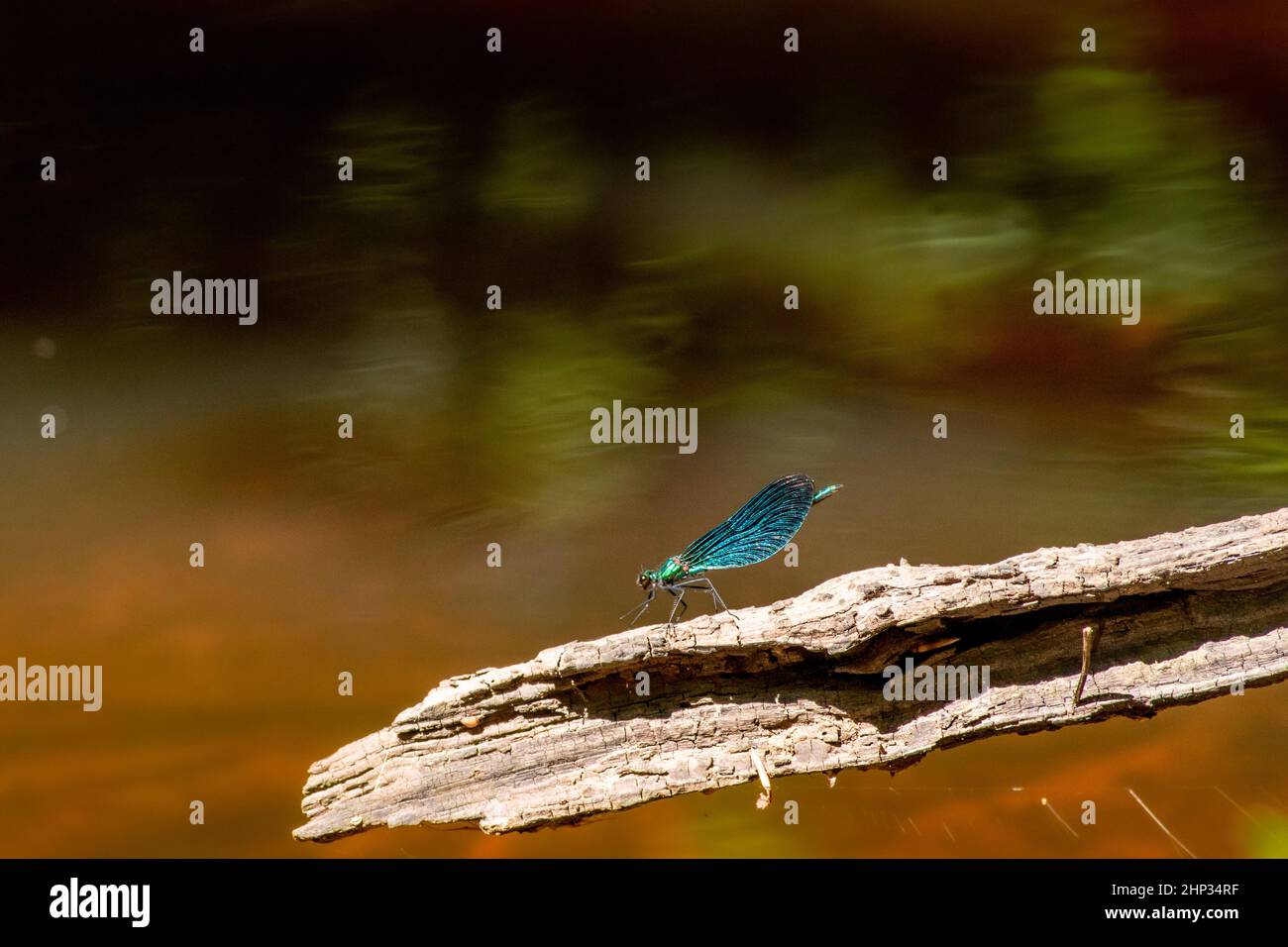 Shiny damselfly hi-res stock photography and images - Alamy