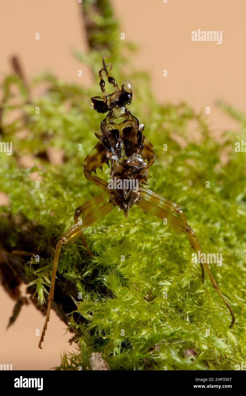 A macro close up of a Spiny Flower Praying Mantis' shedded external skeleton, on a bed of moss. Stock Photo