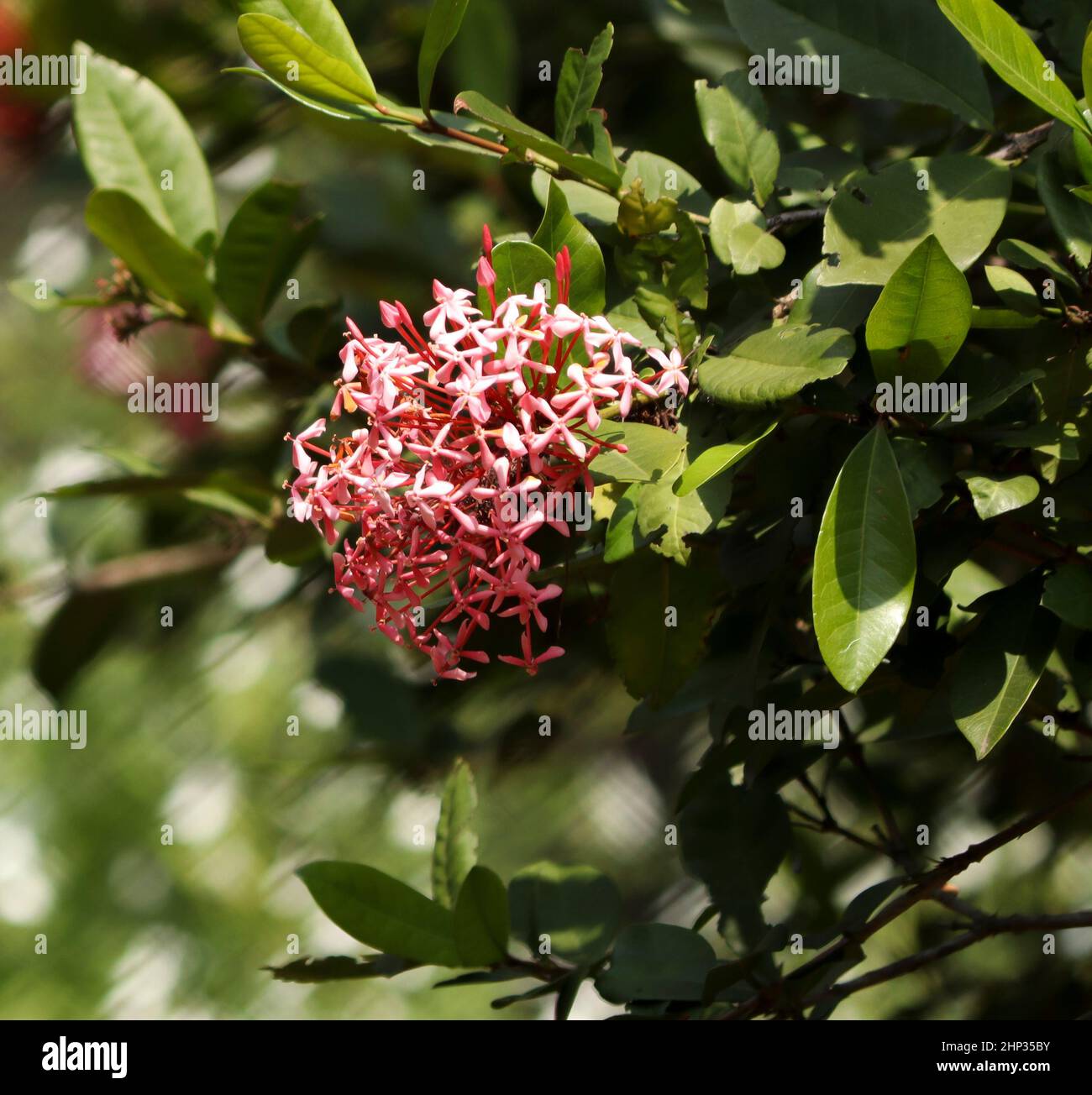 idly pink flower in the plant. with blur background Stock Photo