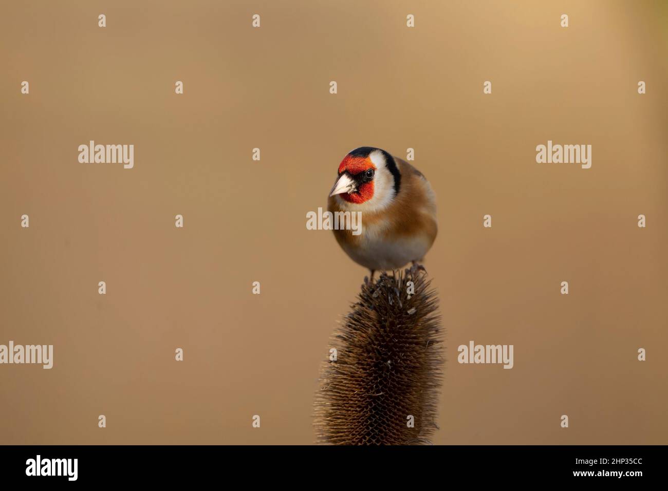 Solitary Goldfinch Carduelis carduelis  on the head of a teasel against a neutral diffuse background showing its red face black crown and white cheeks Stock Photo