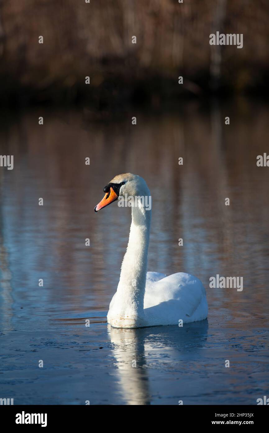 Mute Swan Cygnus olor gliding on a calm lake in winter time side lit by low sun on a winter's morning Stock Photo